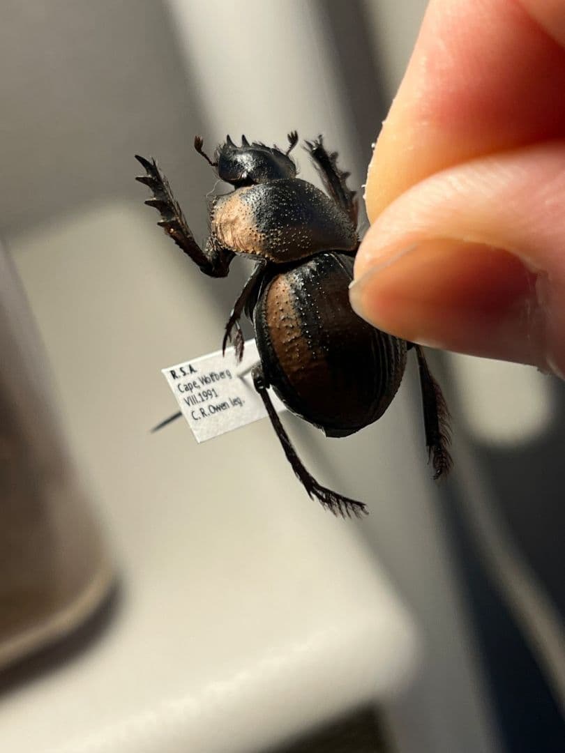 【25mm】Pachysoma gariepinus 糞虫フンコロガシ甲昆虫標本