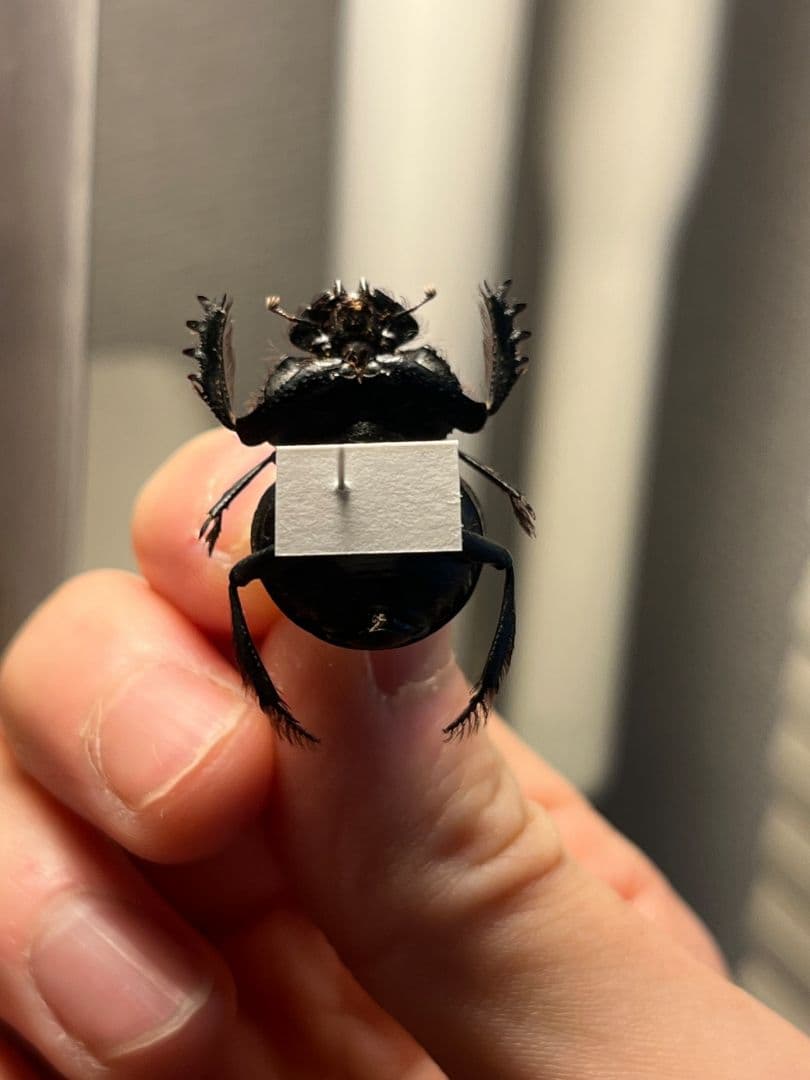 【25mm】Pachysoma gariepinus 糞虫フンコロガシ甲昆虫標本