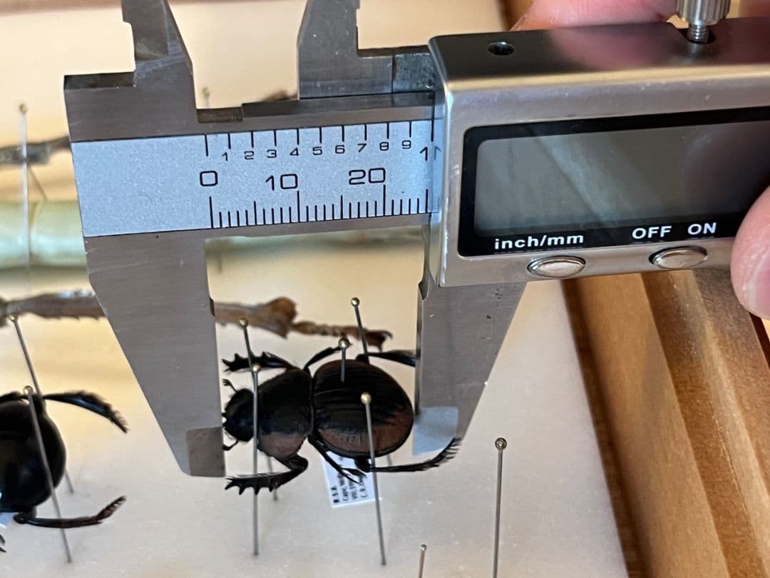 【25mm】Pachysoma gariepinus 糞虫フンコロガシ甲昆虫標本