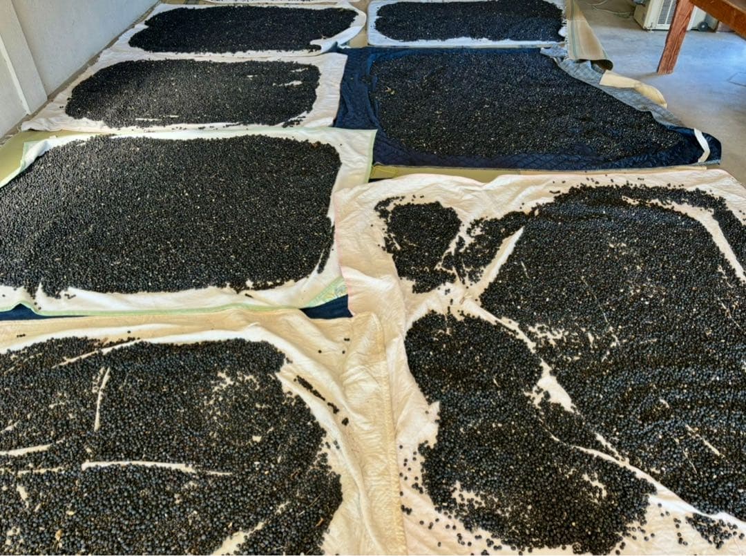 えびちゃん 令和7年産　丹波黒大豆　特大1キロ　九谷焼き小皿5枚