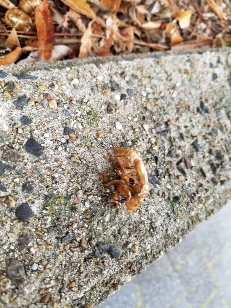 セミの抜け殻
