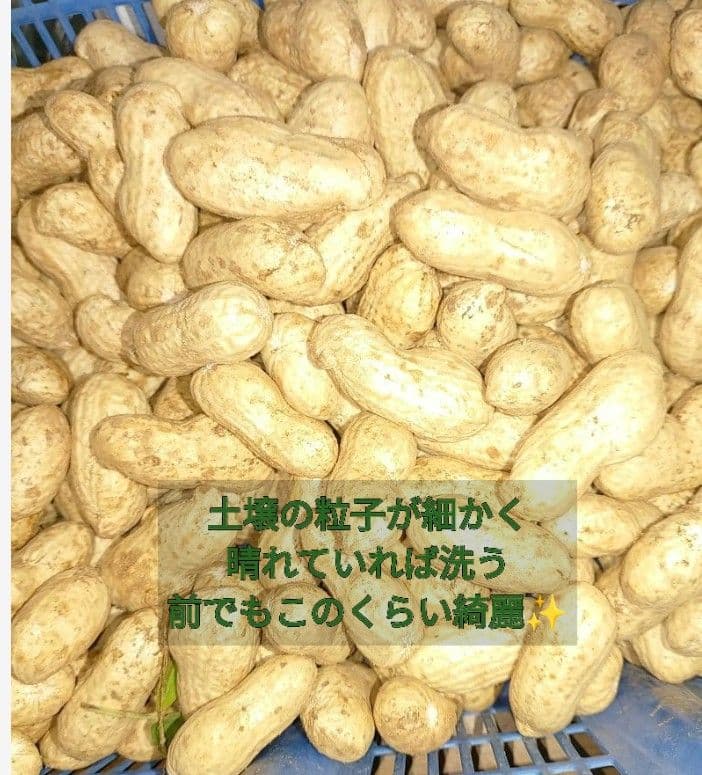 千葉県　八街産　掘りたて　おおまさり　生落花生　10Kg