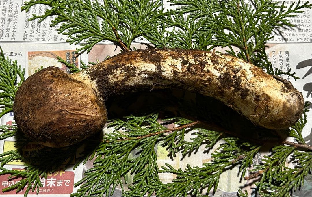 ☆信州産松茸☆ツボミの20センチオーバー冷凍松茸、約150グラム☆国産松茸☆⑳☆