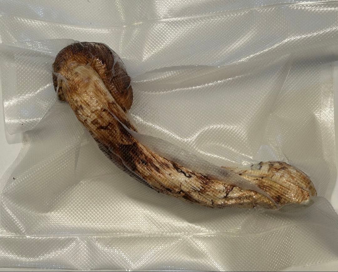 ☆信州産松茸☆ツボミの20センチオーバー冷凍松茸、約150グラム☆国産松茸☆⑳☆