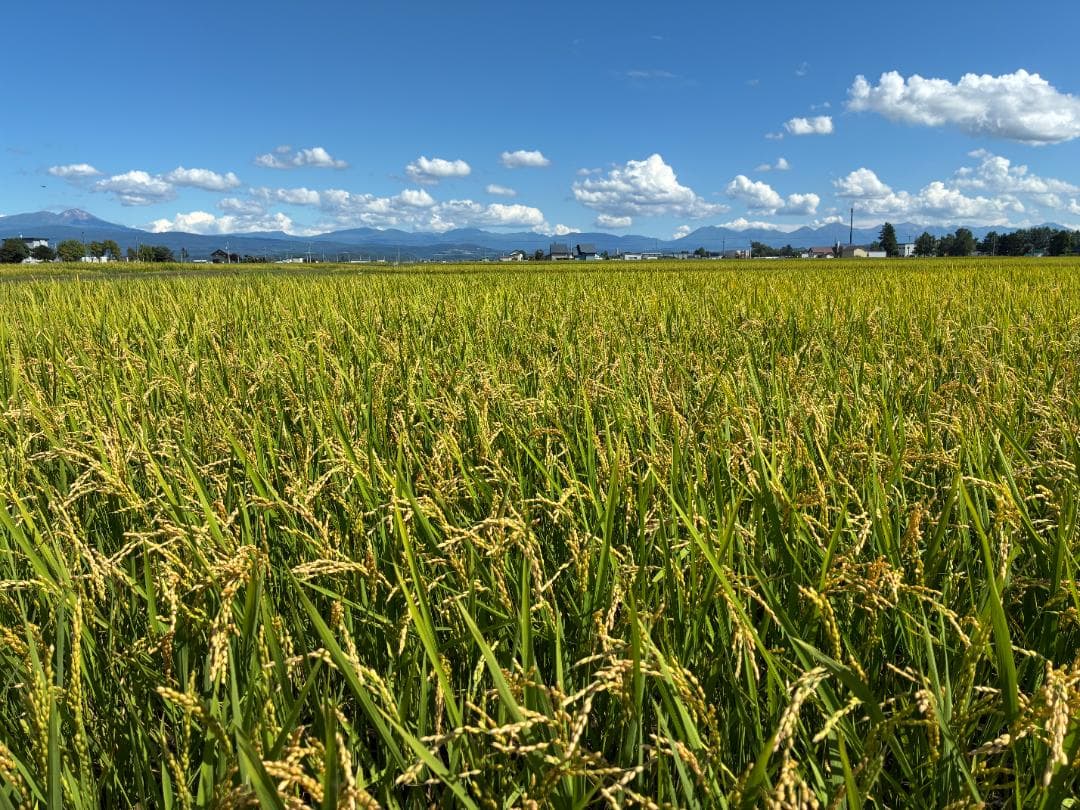 令和7年度北海道産ゆめぴりか玄米10㎏農家直送