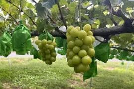 かっじょ出品【岡山産】 5kg 甘い高級シャイン　!特大粒.大房 7房