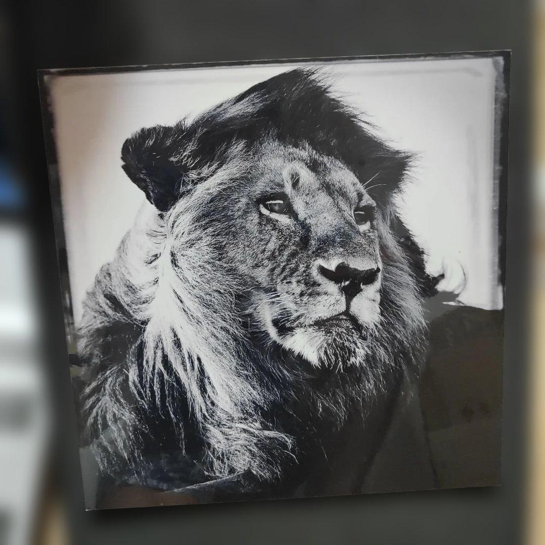 YELLOWKORNER フォトアート　ライオン　アクリルフォト