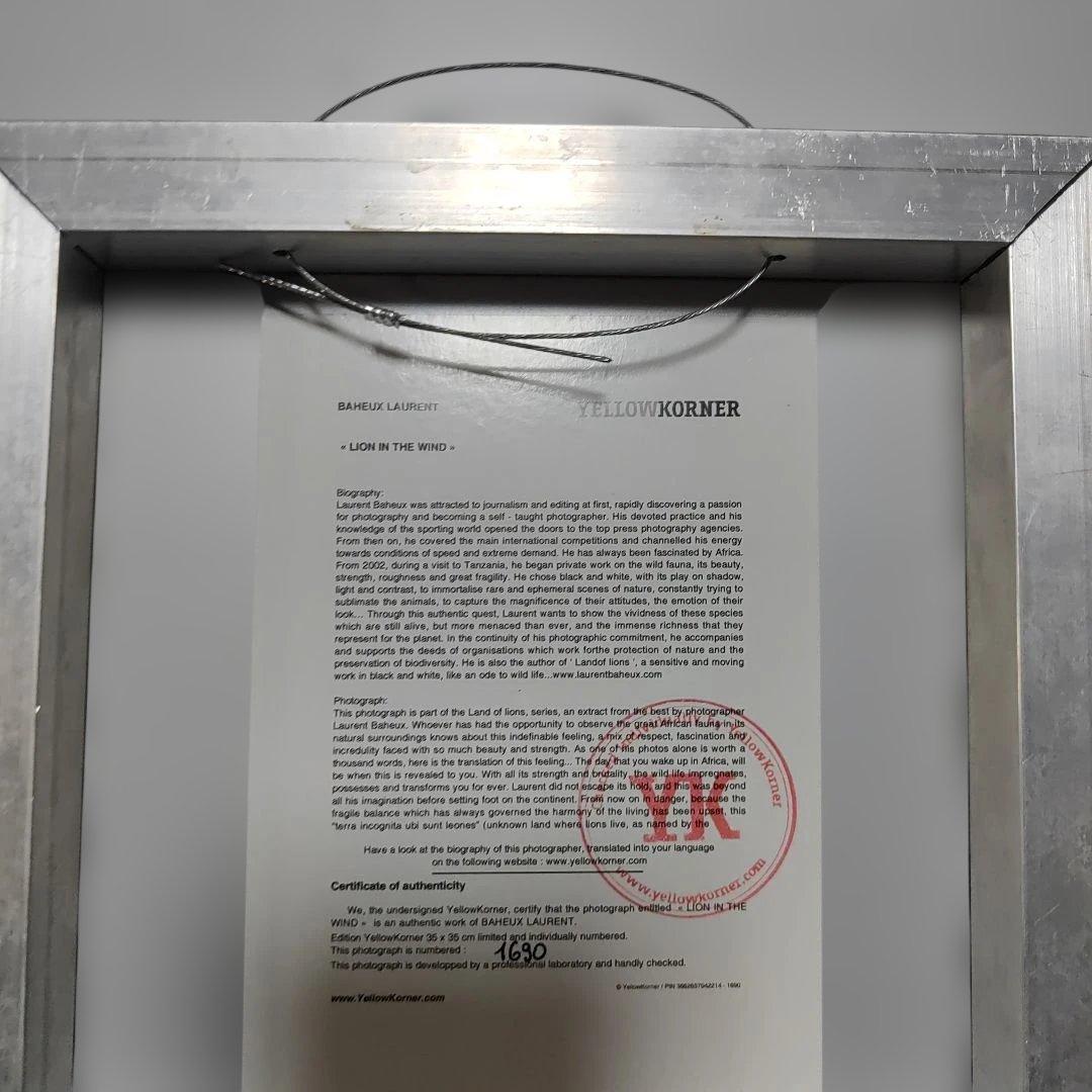 YELLOWKORNER フォトアート　ライオン　アクリルフォト