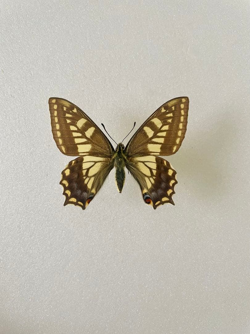【珍品】キアゲハ（メス、チベット産）