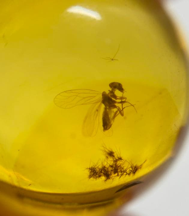 アンバー 琥珀 虫入り琥珀 ホソヒラタアブ  天然石  虫入り 価値上がる