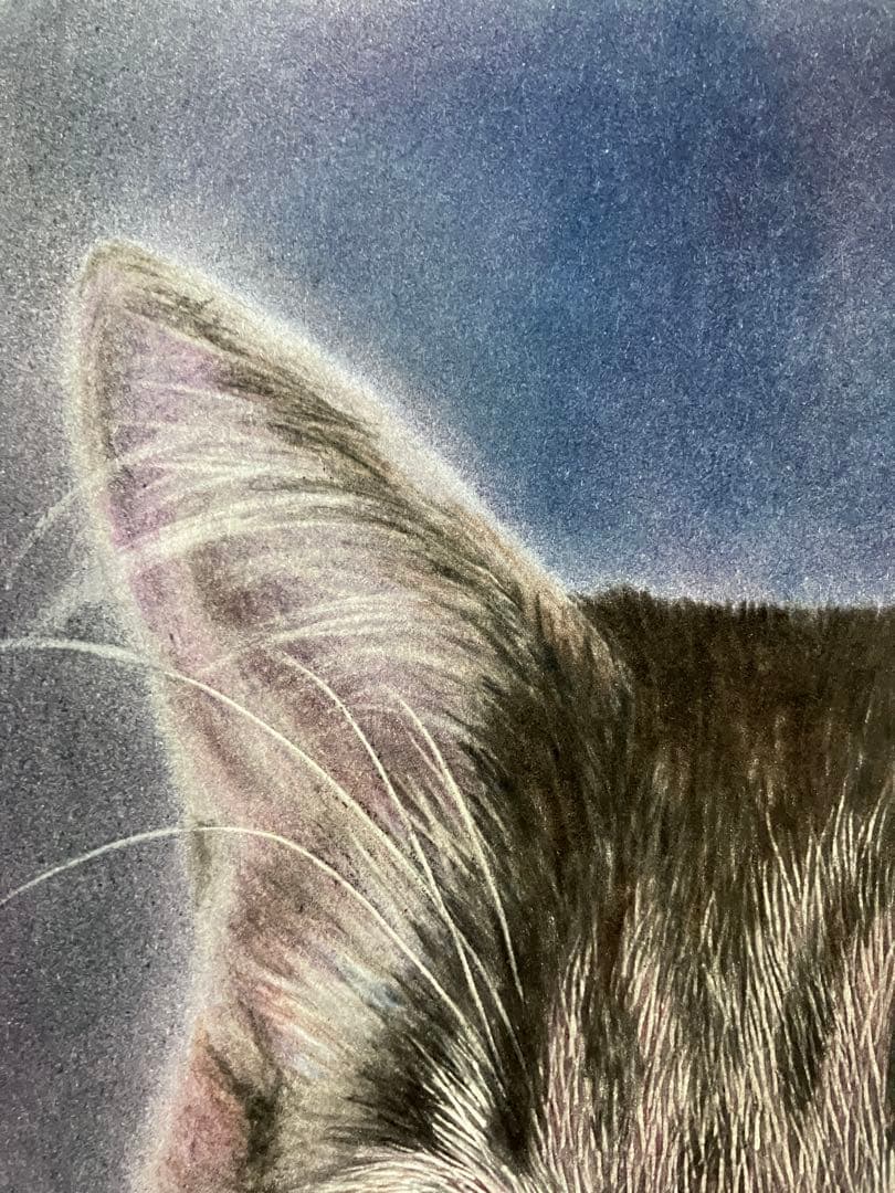 気高き猫 色鉛筆画 パステル