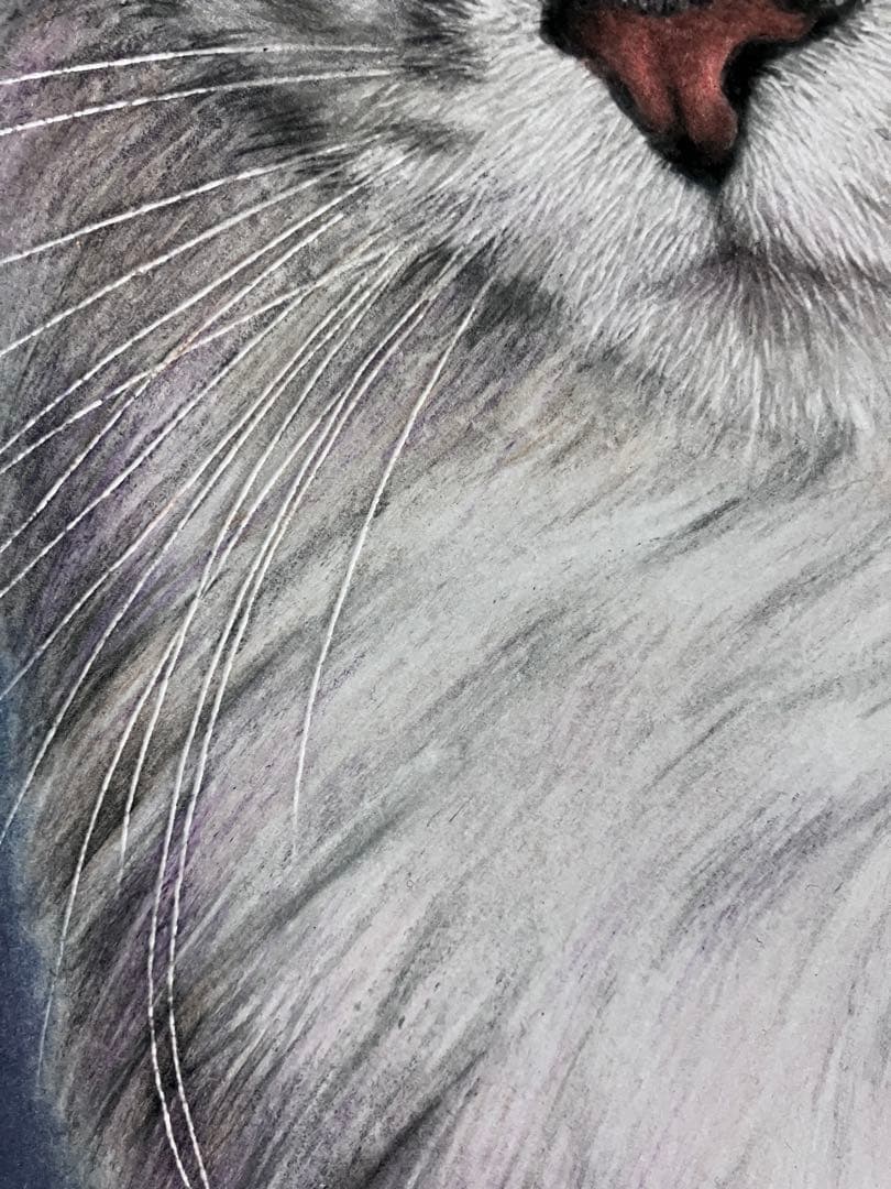 気高き猫 色鉛筆画 パステル