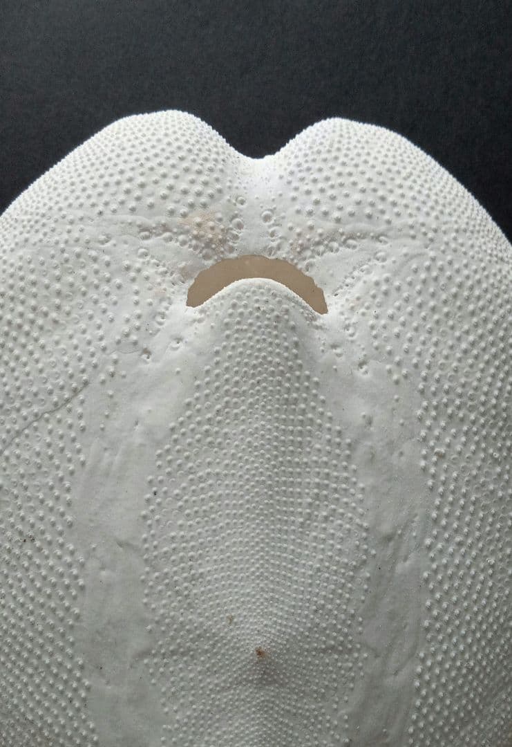 特大サイズ　ライオネスブンブク　ブンブク　標本　ウニ殻