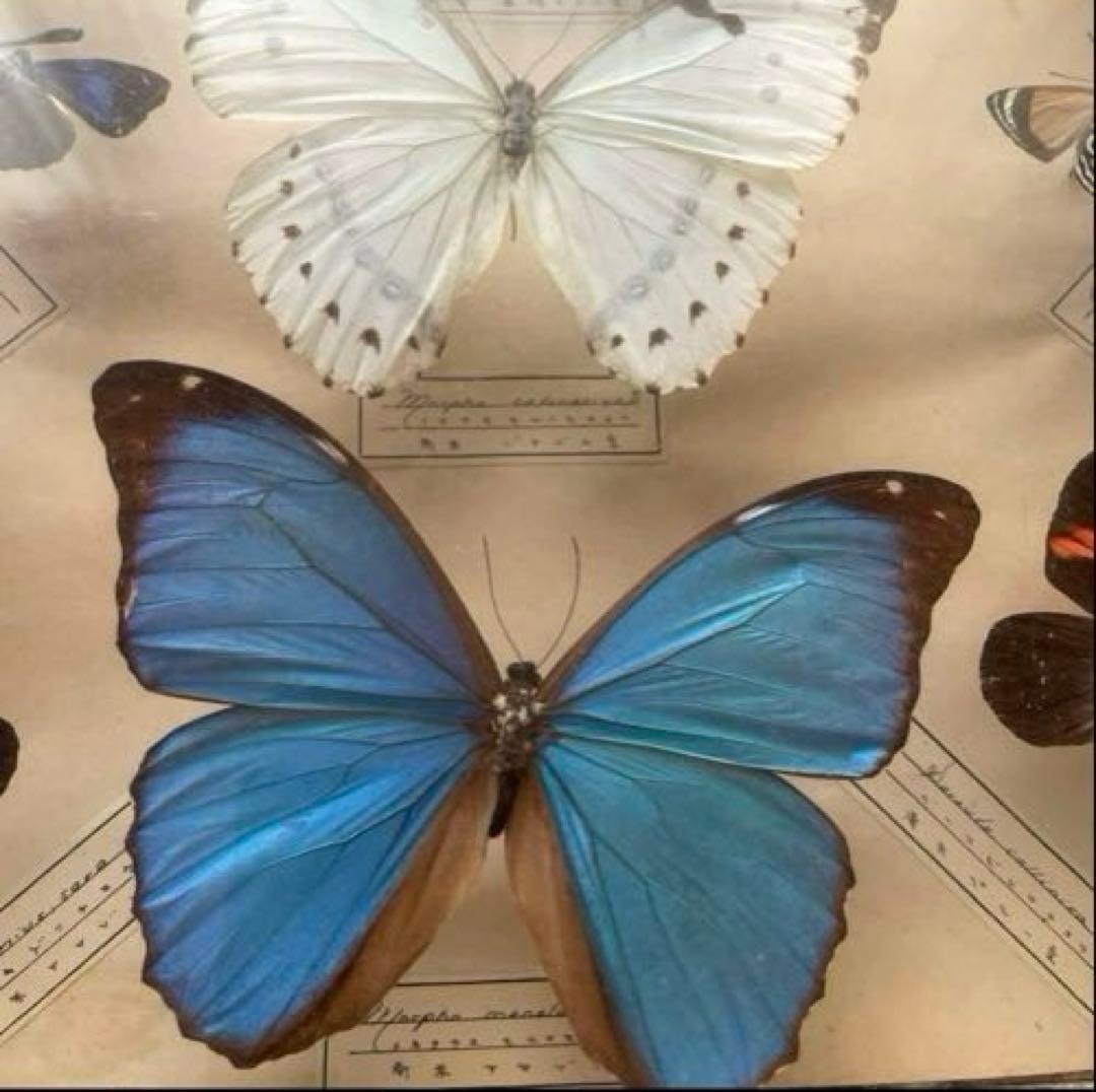 アンティーク蝶標本 モルフォ蝶　他　　ヴィンテージ昆虫標本　全22種類