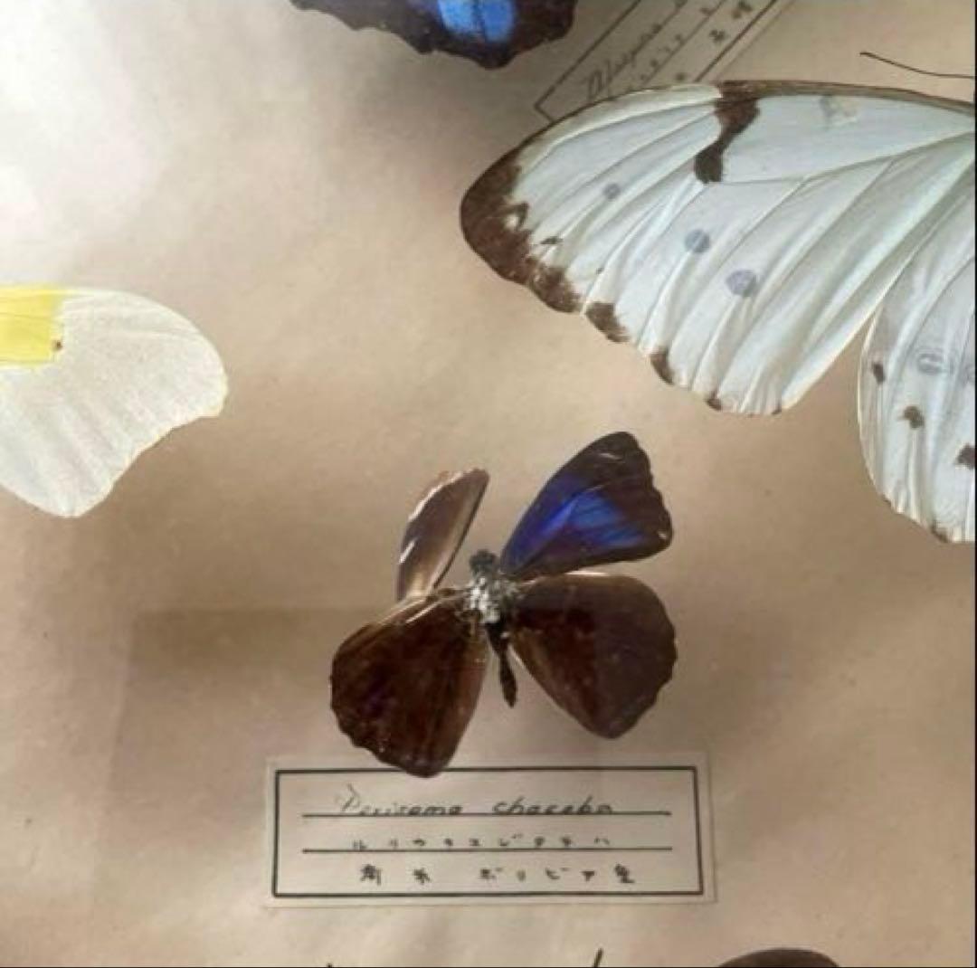 アンティーク蝶標本 モルフォ蝶　他　　ヴィンテージ昆虫標本　全22種類