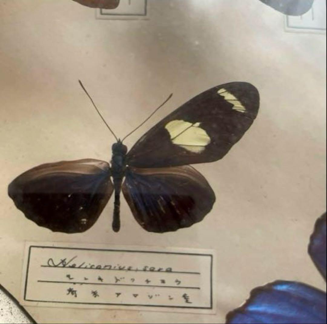 アンティーク蝶標本 モルフォ蝶　他　　ヴィンテージ昆虫標本　全22種類