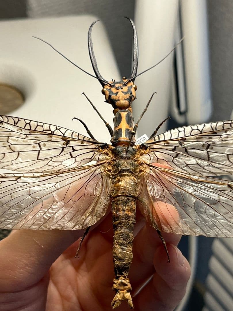 【蜻蛉希少種】キマダラオオキバヘビトンボ オオアゴヘビトンボ 昆虫標本