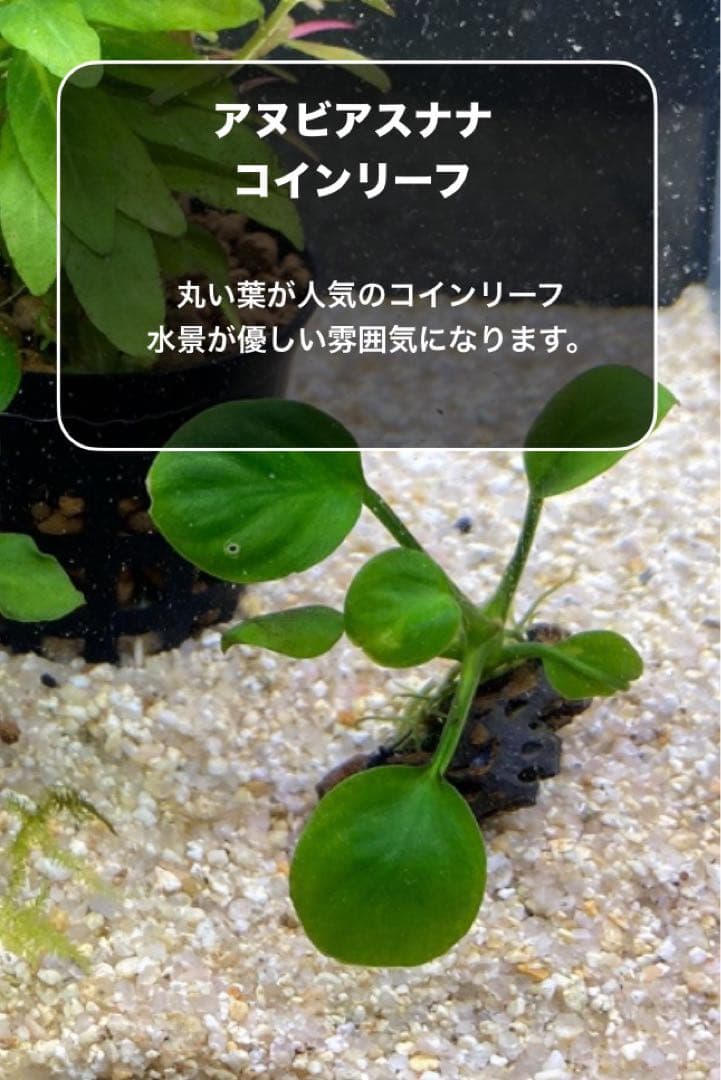 水草茂「はる様オーダー用」