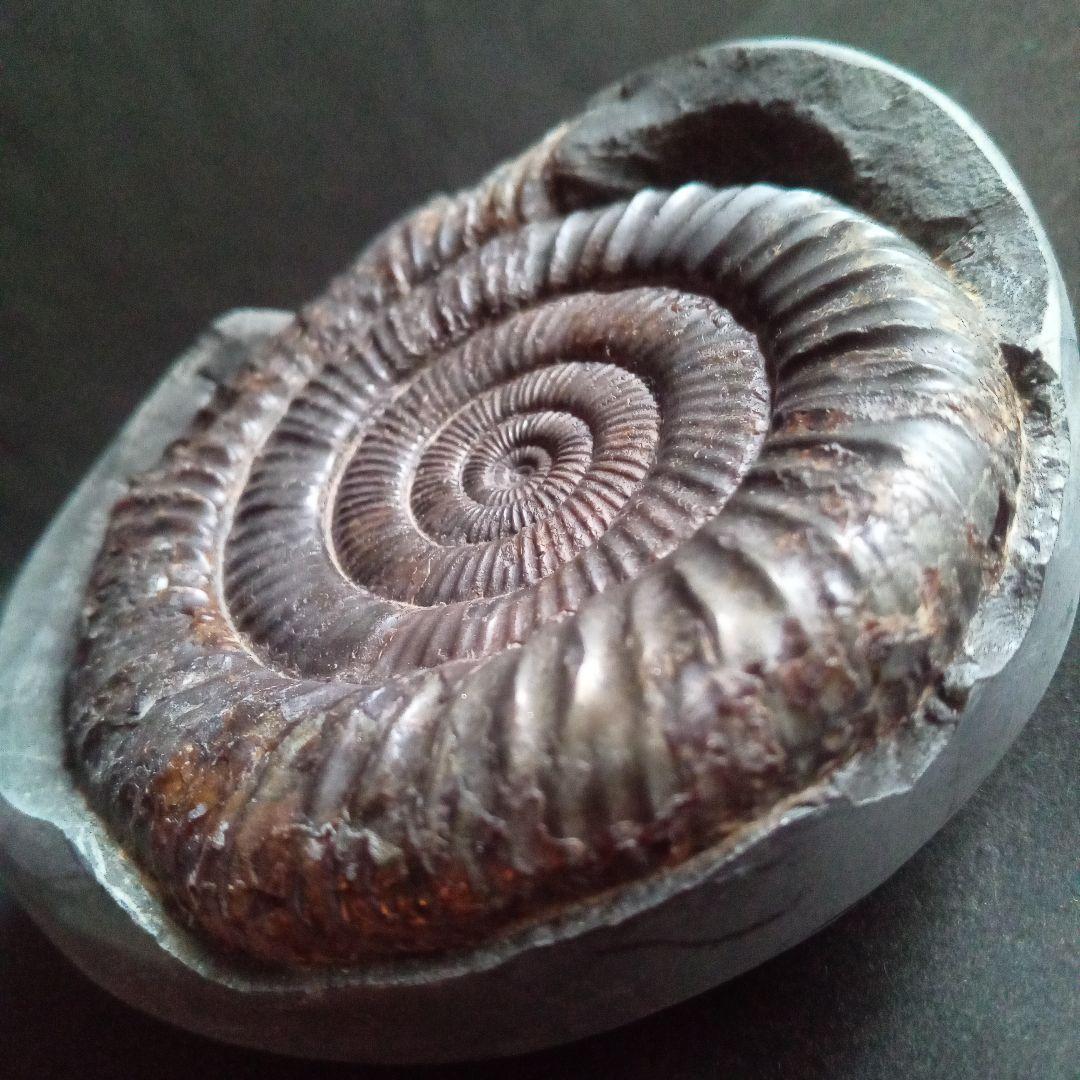 イギリス産　ジュラ紀　アンモナイト　特大　88m　美麗標本