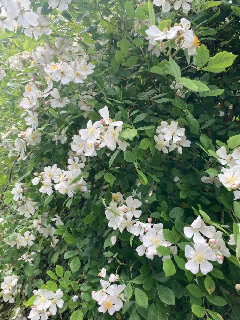 tomon ニホンミツバチ　生ハチミツ1120g