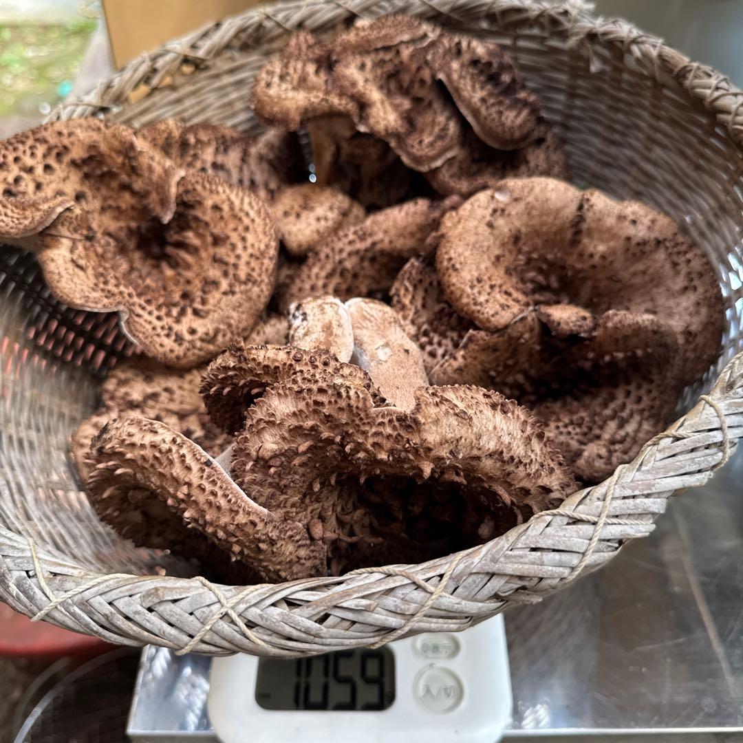 1信州上伊那産天然香茸￼1kg