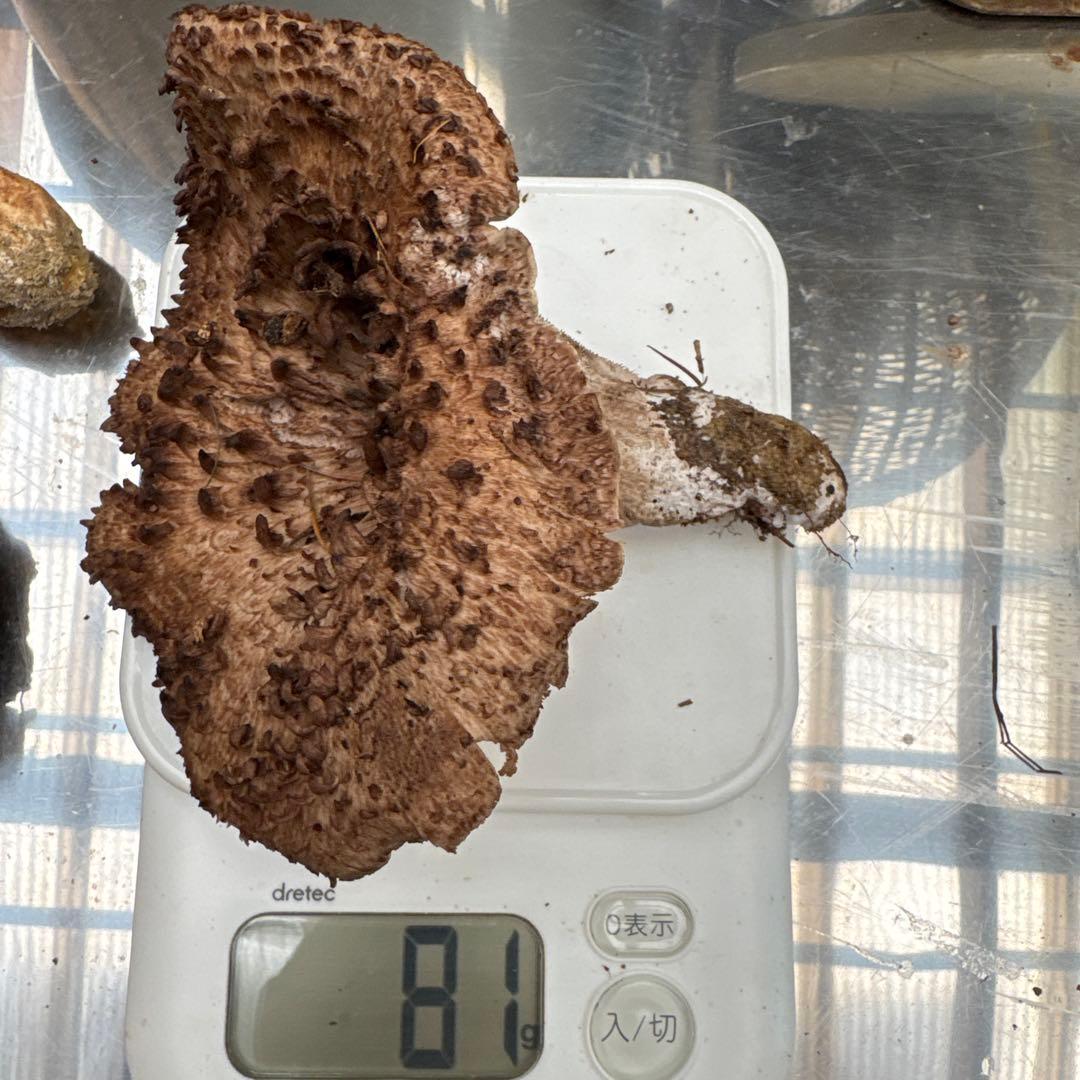 1信州上伊那産天然香茸￼1kg