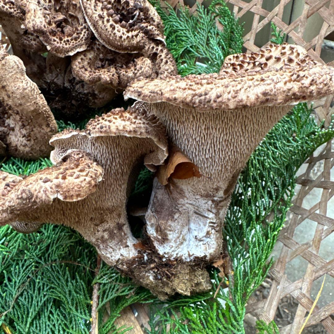 1信州上伊那産天然香茸￼1kg