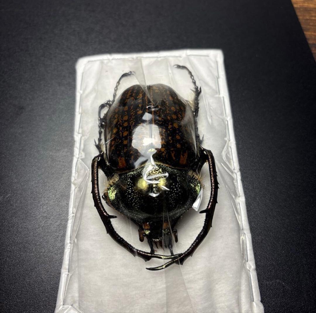 標本68.5mm ゲストロイテナガコガネ Cheirotonus gestroi