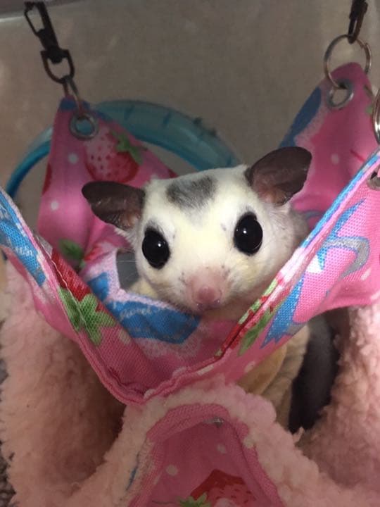 モモンガハウス(足跡柄グリーン)  春(冬)秋仕様  1750円