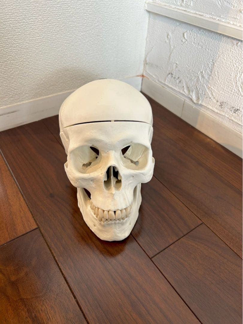 3B “スタン” 標準型骨格モデル A10 美品