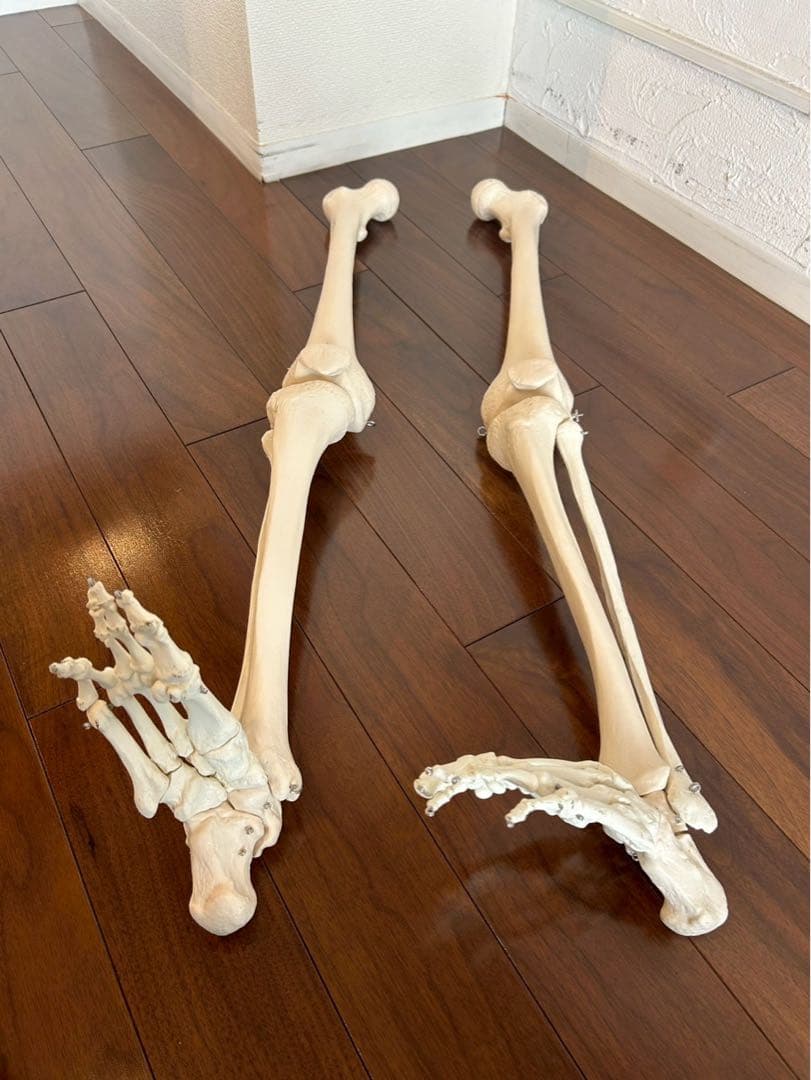 3B “スタン” 標準型骨格モデル A10 美品