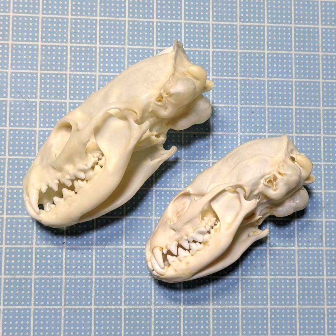 頭骨標本　ジャワマングース　ペア