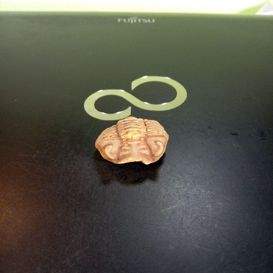 三葉虫　化石　fossil　ボリビア産　trilobite　南アメリカ化石郡⑤