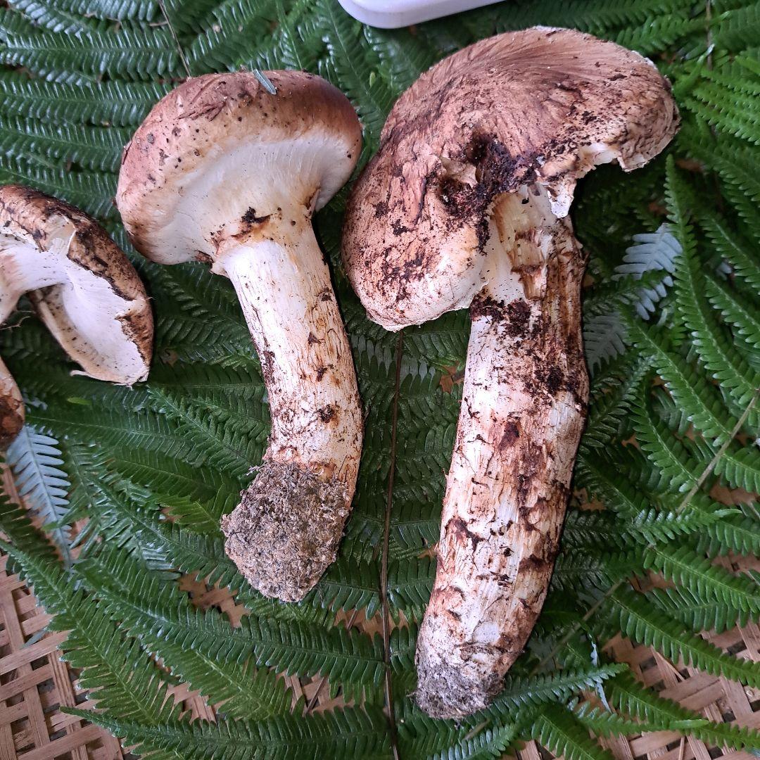 広島県産松茸　281g　虫食いあり　 ラスト1品