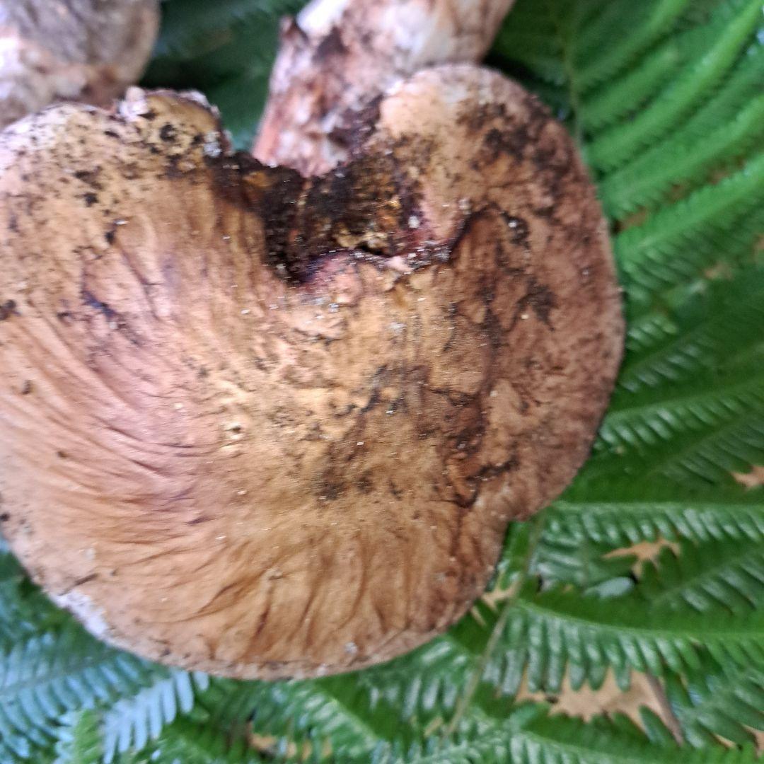 広島県産松茸　281g　虫食いあり　 ラスト1品