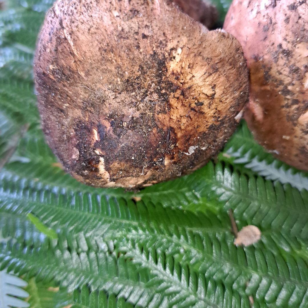 広島県産松茸　281g　虫食いあり　 ラスト1品