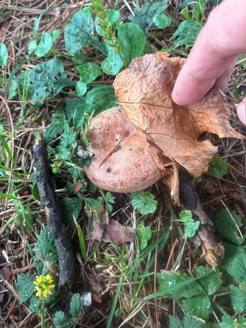 岩手県産　天然初茸　1100g