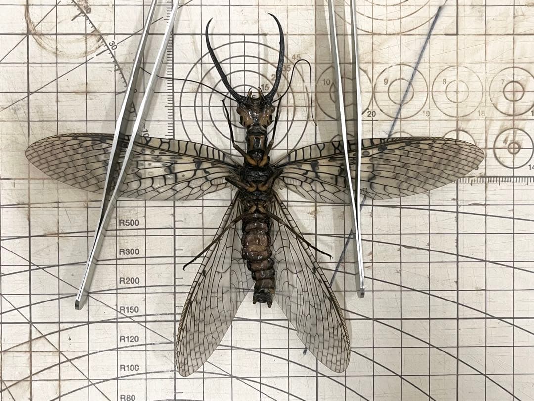 昆虫　標本　オオキバヘビトンボ　胸部に模様のある種類　125mm