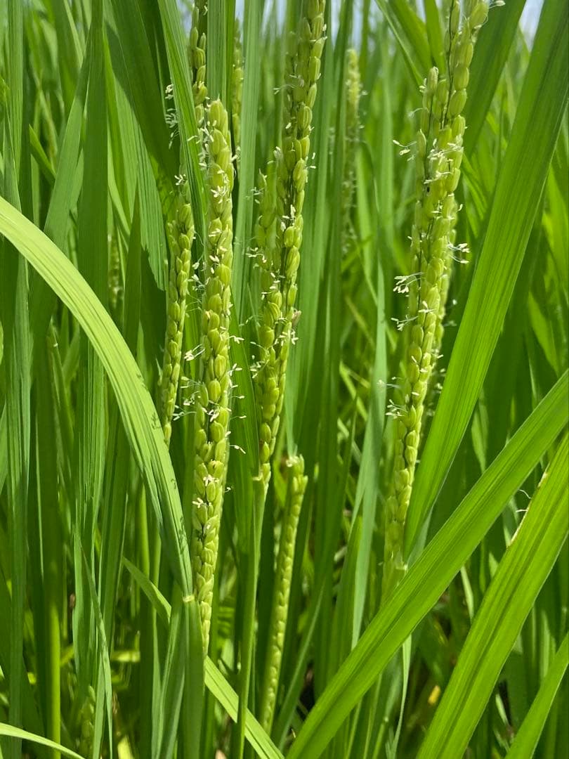 Natural farming 自然栽培玄米 知育 レッジョエミリア教育 食養生