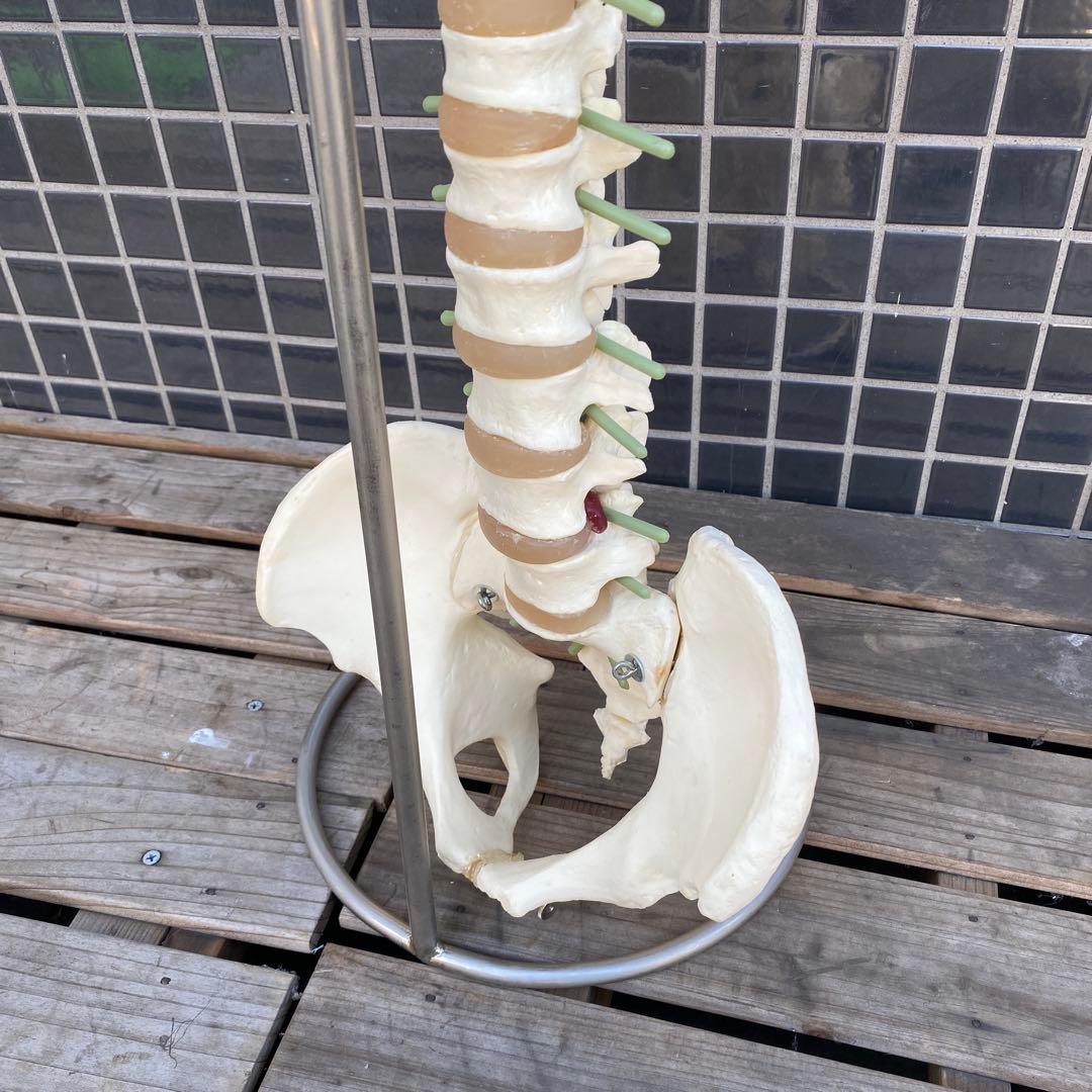 人体模型 脊柱骨格 スタンド付き ヴィンテージオブジェ 標本 置物