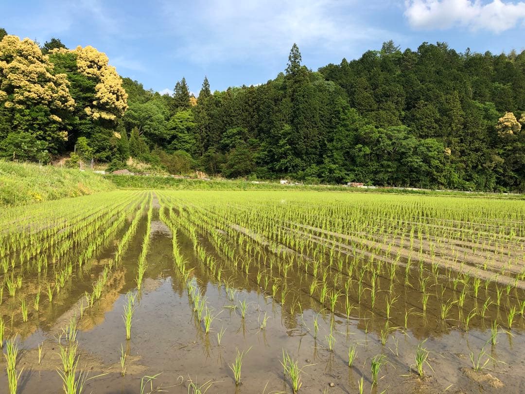 丹波産　コシヒカリ　白米10キロ　特別栽培米