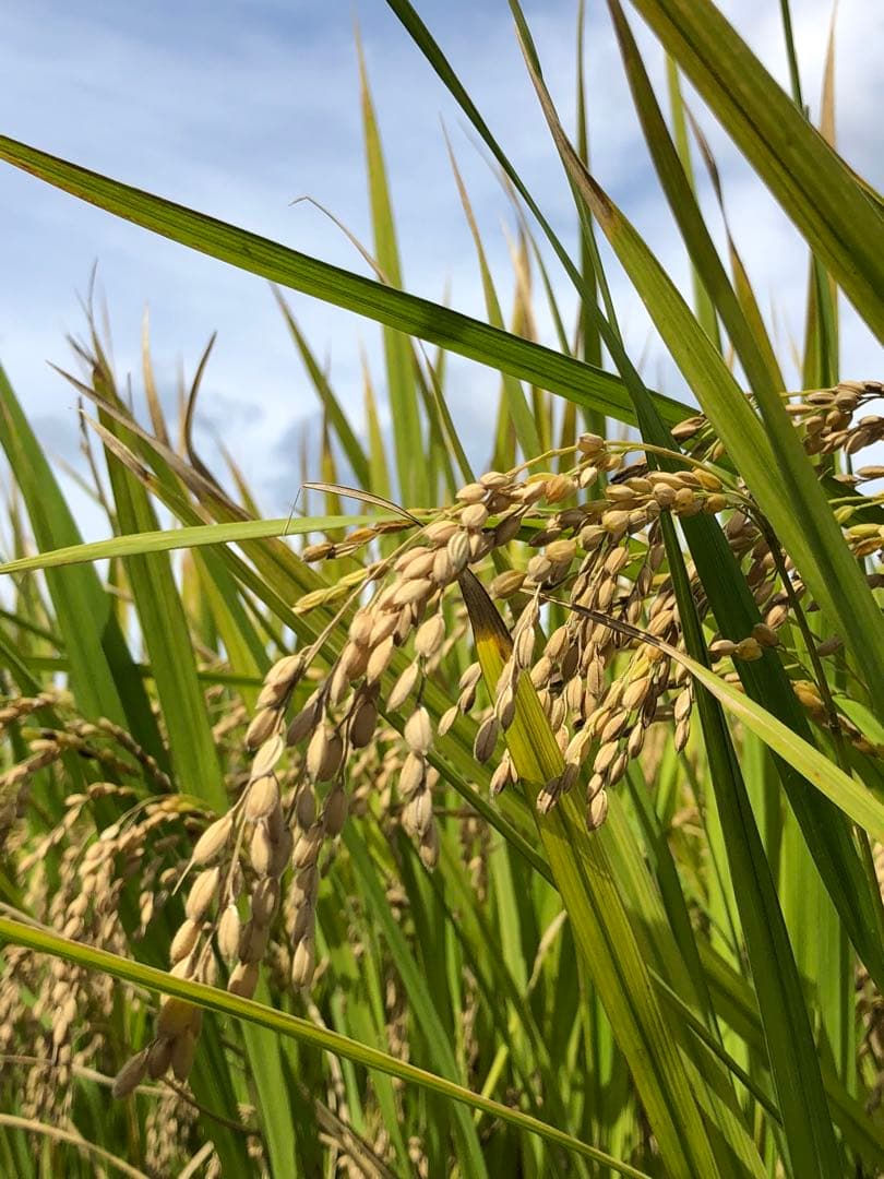 農家直送の美味しいお米 令和7年度産 ヒノヒカリ 15キロ