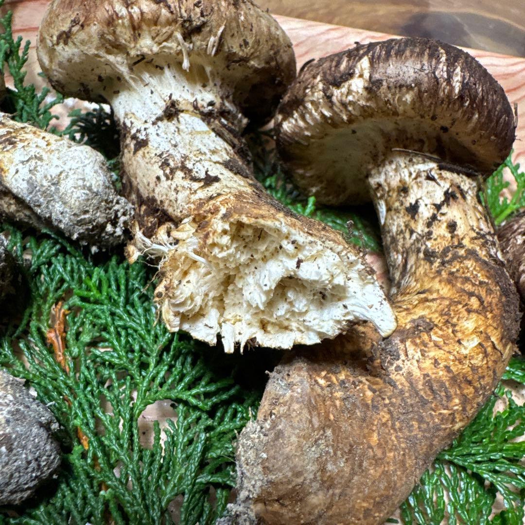 【クール送料込み！！】岐阜県産　松茸 340g※一部訳あり