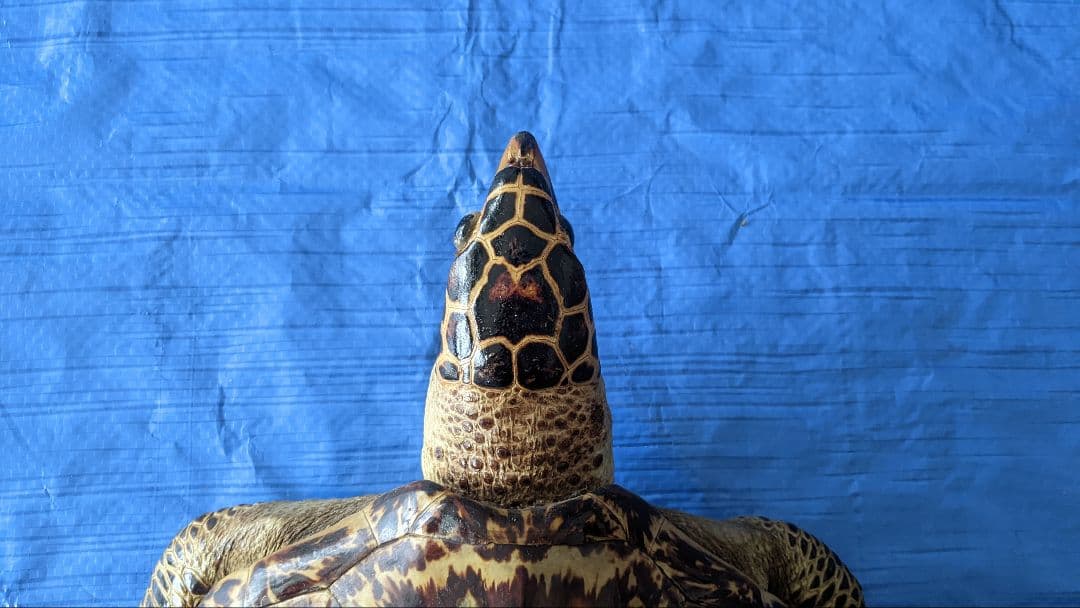 ③うみがめ〚タイマイ〛の剥製　 　壁掛けフックつき