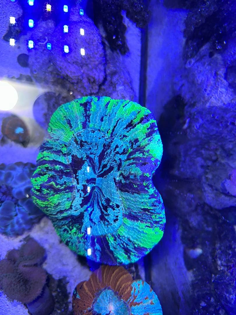 リポビタンD様　7種