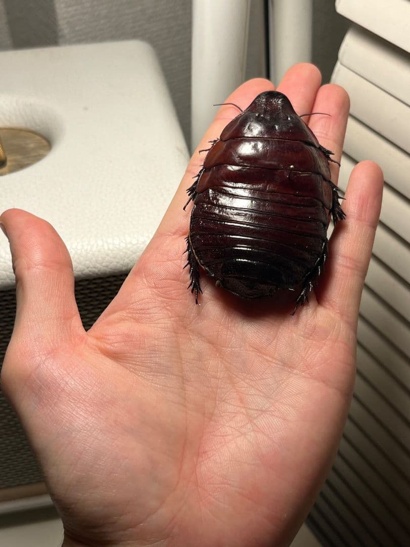 【71mm】ヨロイモグラゴキブリ Macropanesthia昆虫標本