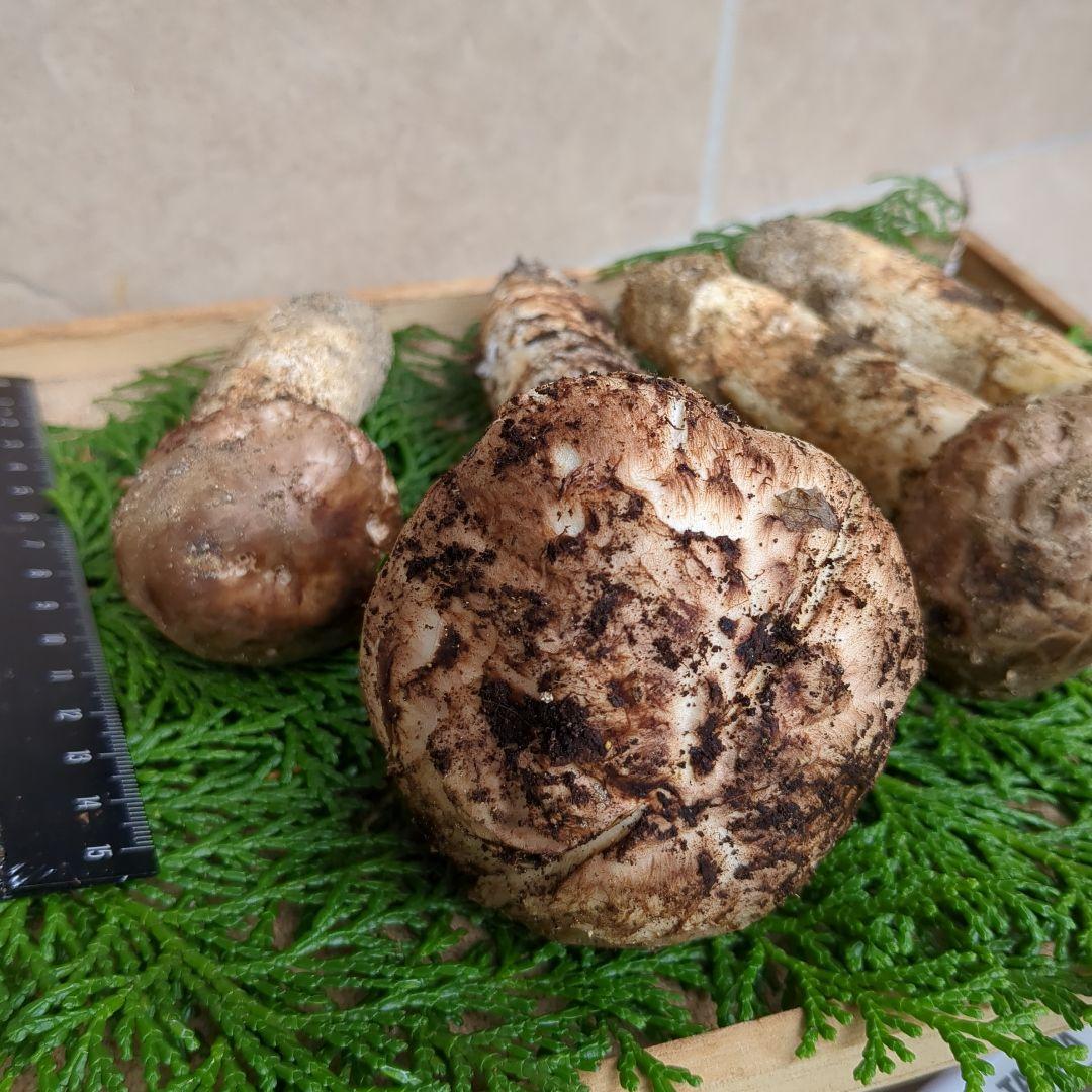 あだむす 信州産松茸 約300g