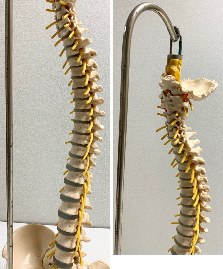 人体脊椎模型 可動式 約85cmカイロプラクティック 全健会 コタロウ ドイツ製