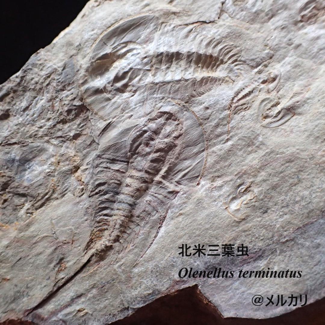 三葉虫の化石 閉鎖産地 オレネルス USA産 本物保証