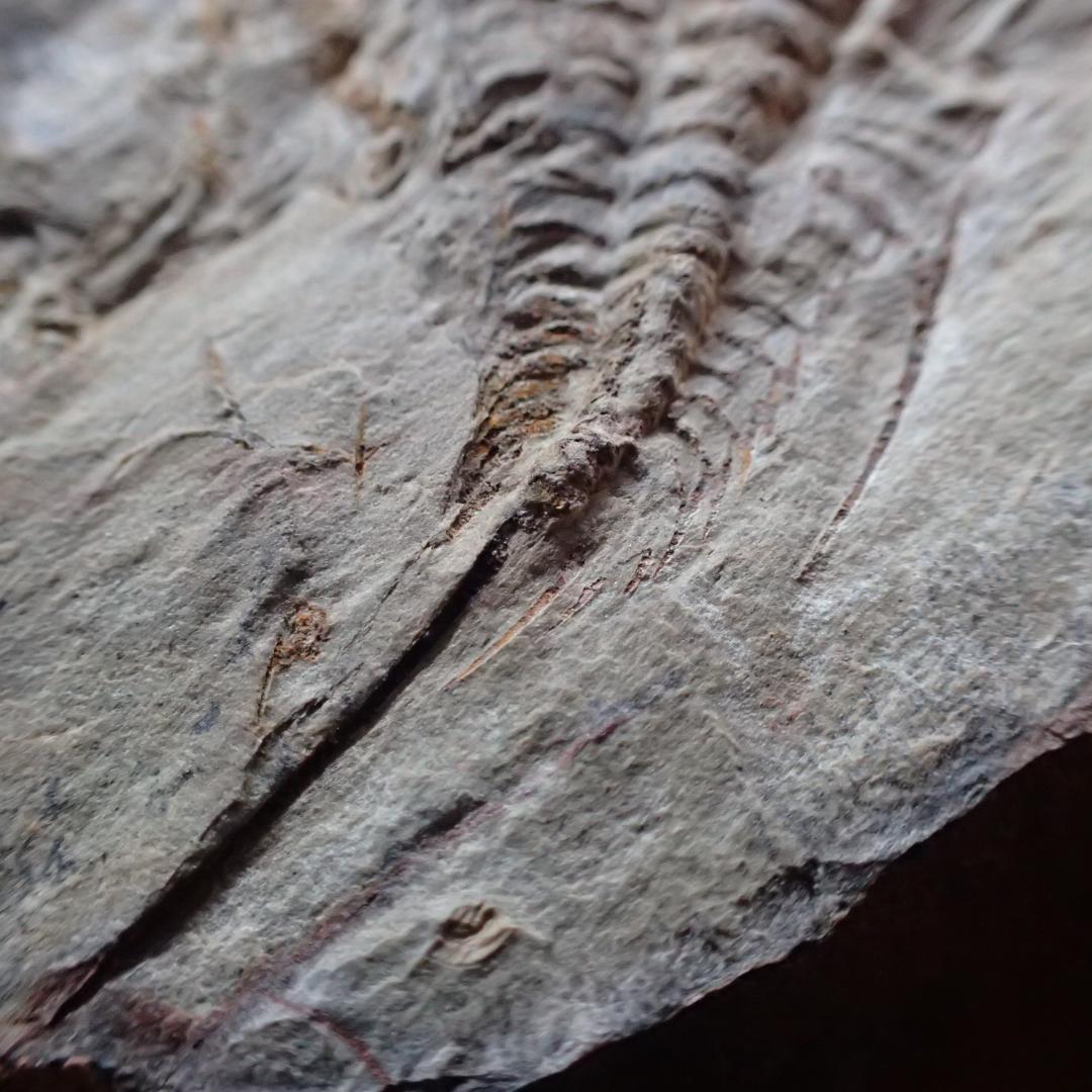 三葉虫の化石 閉鎖産地 オレネルス USA産 本物保証